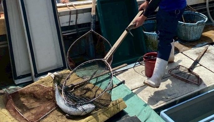 LINE_ALBUM_20250419相島春フェスタ_250423_3 編集