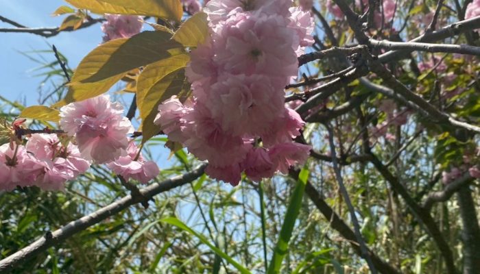 LINE_ALBUM_20250419相島春フェスタ_250423_55